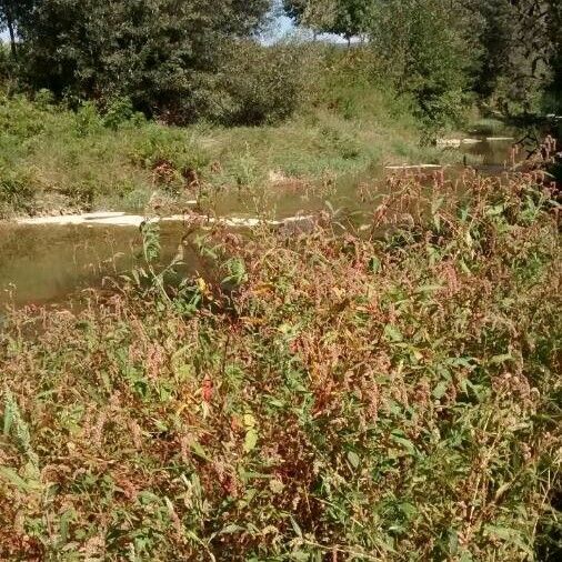 Persicaria maculosa Vekstform