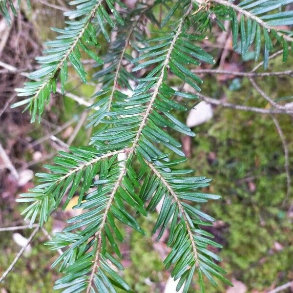 Abies alba Frunză