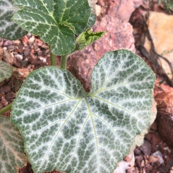 Cucurbita moschata Levél