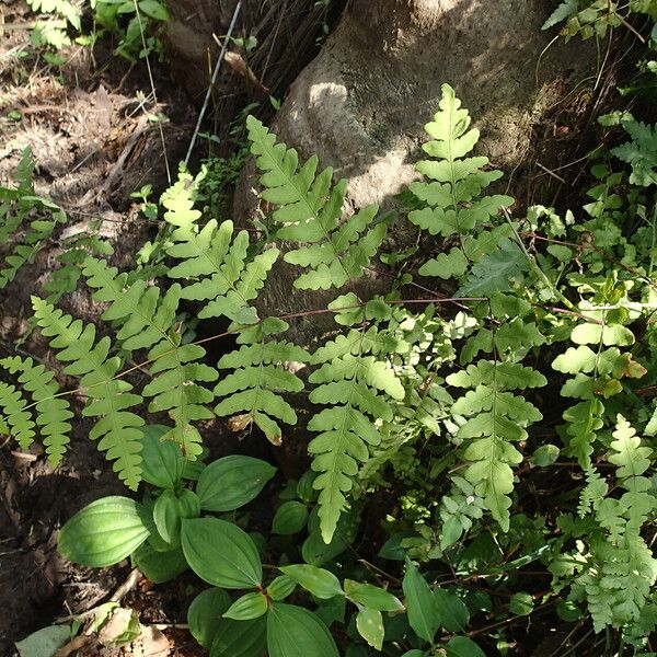 Histiopteris incisa Leaf