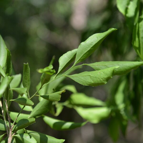 Schoepfia schreberi Leaf