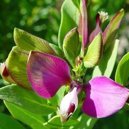 Polygala myrtifolia Cvet