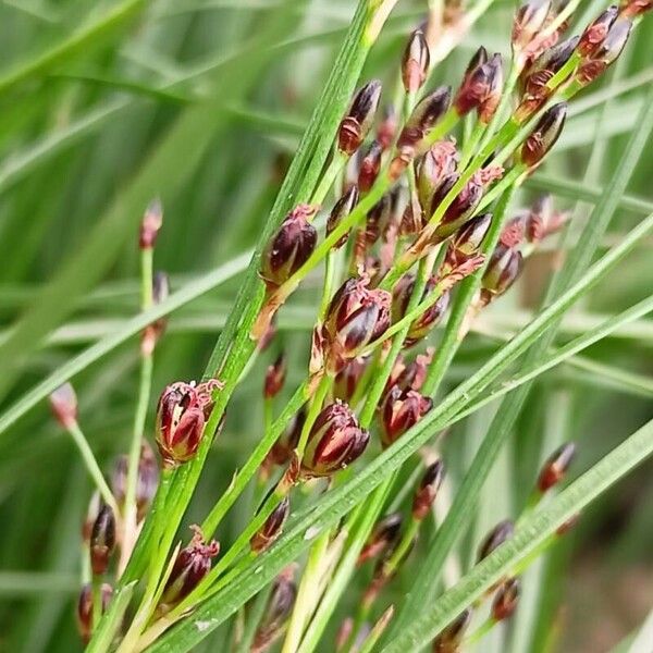 Juncus gerardi Fiore