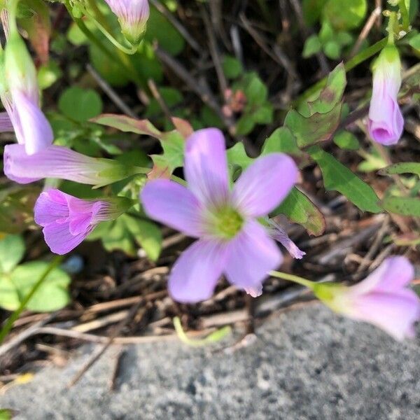 Oxalis violacea Flower