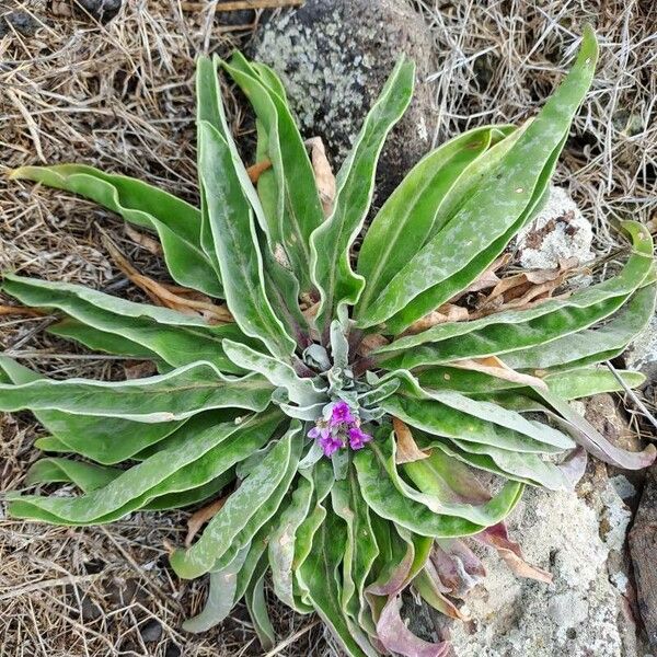 Matthiola maderensis 葉