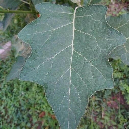 Solanum aethiopicum পাতা