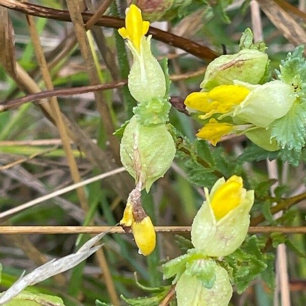 Rhinanthus minor Floro