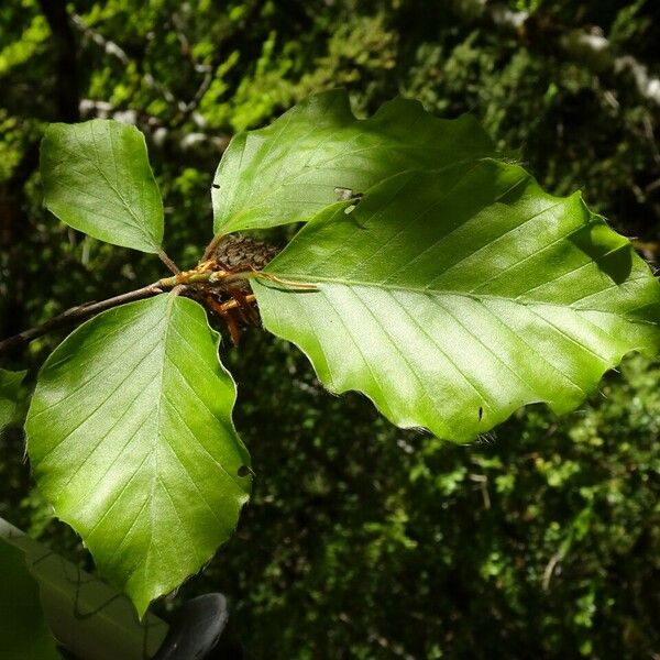 Fagus sylvatica Лист