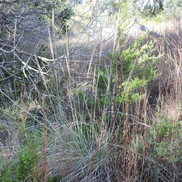 Muhlenbergia lindheimeri Хабит