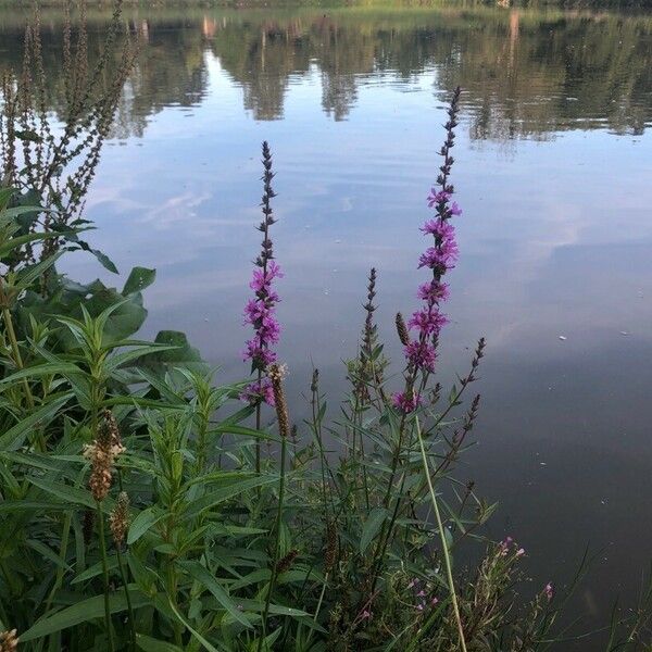 Lythrum salicaria Характер