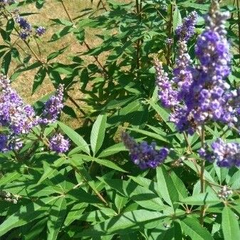 Vitex agnus-castus Õis