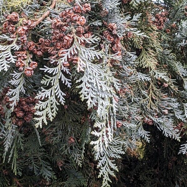 Chamaecyparis lawsoniana Folha