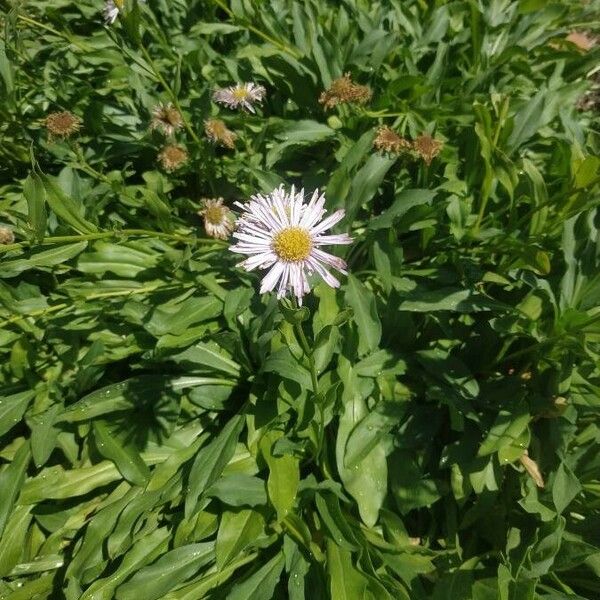 Erigeron peregrinus Blüte