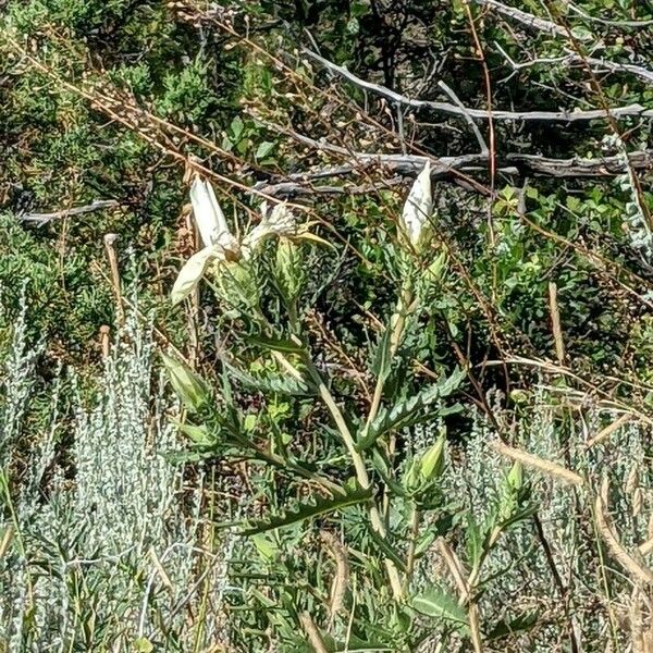 Mentzelia decapetala Blüte