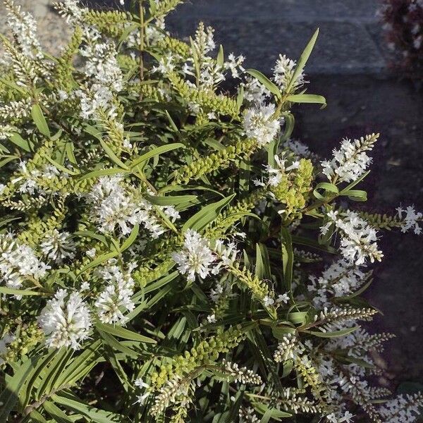 Lysimachia ephemerum Flower