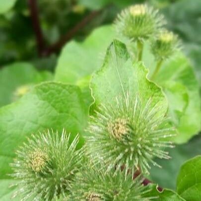 Arctium lappa 花