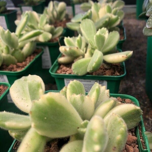 Cotyledon tomentosa Leaf