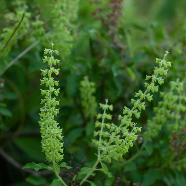 Ocimum tenuiflorum Кветка