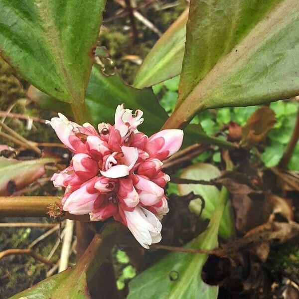 Bergenia ciliata Blodyn