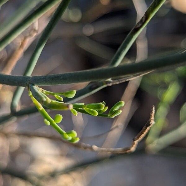 Coronilla juncea Лист