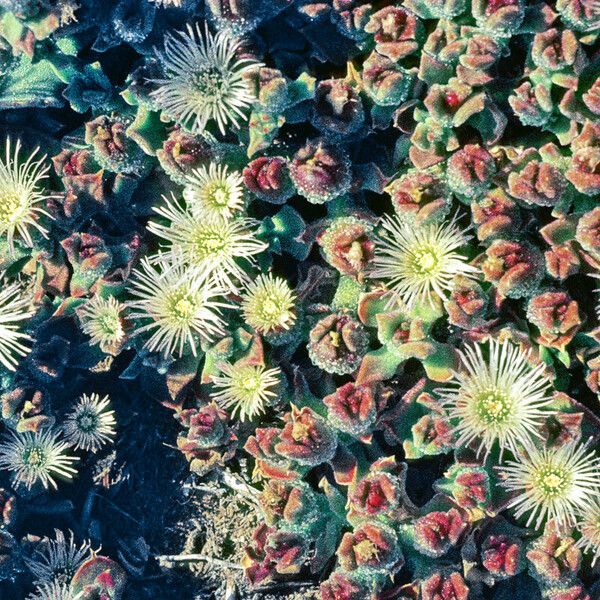 Mesembryanthemum crystallinum Flower