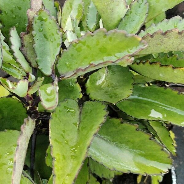 Kalanchoe pinnata पत्ता