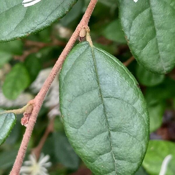 Loropetalum chinense पत्ता