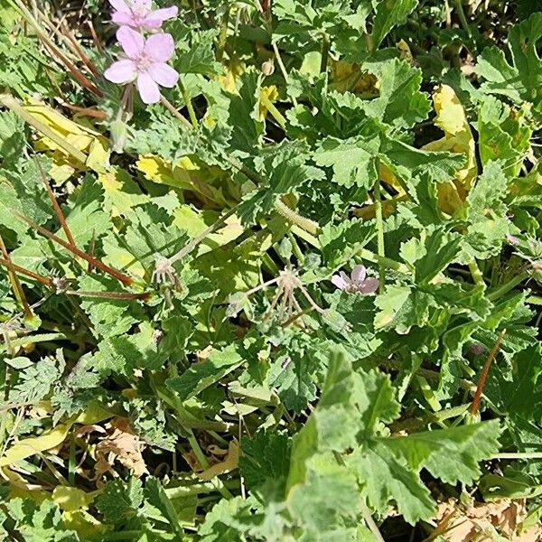 Erodium chium পাতা