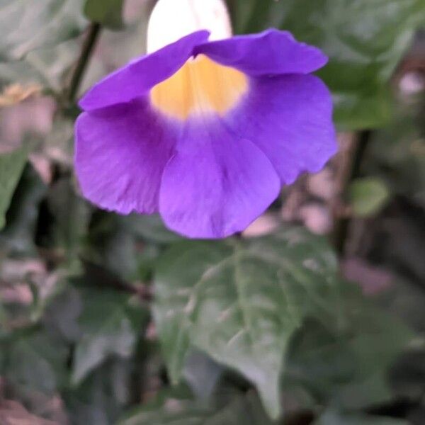 Thunbergia erecta Кветка