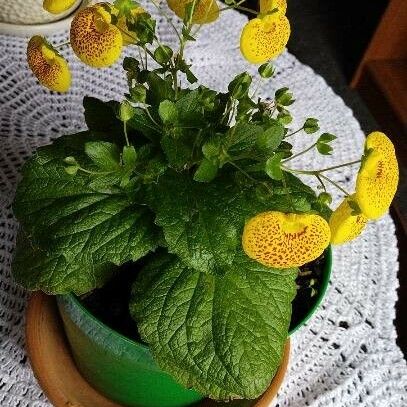 Calceolaria integrifolia Liść