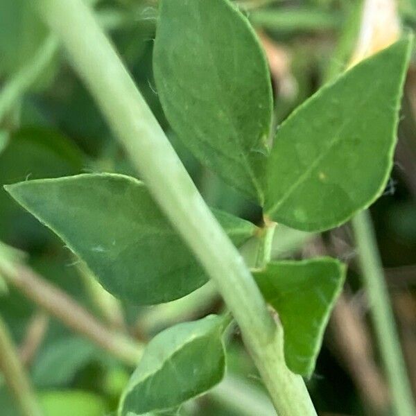 Lotus pedunculatus Leaf