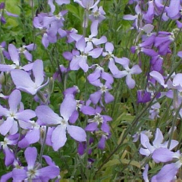 Matthiola longipetala Flower