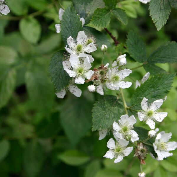 Rubus pensilvanicus Blüte