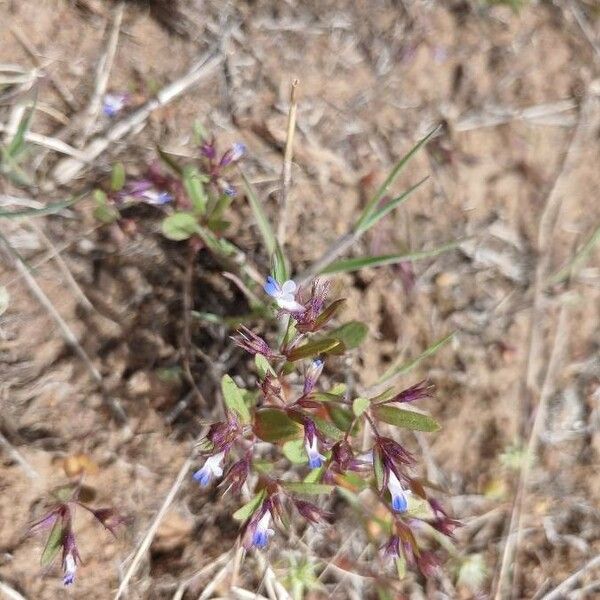 Collinsia parviflora 花