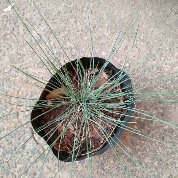 Festuca glauca Folla