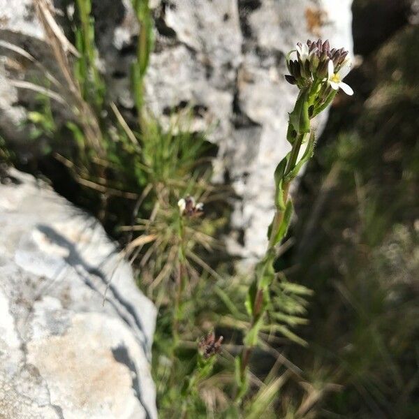 Arabis collina Kwiat