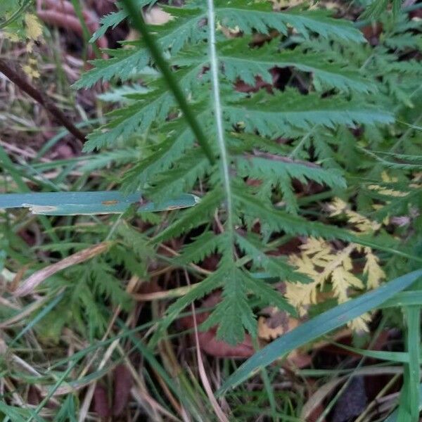 Tanacetum vulgare Levél