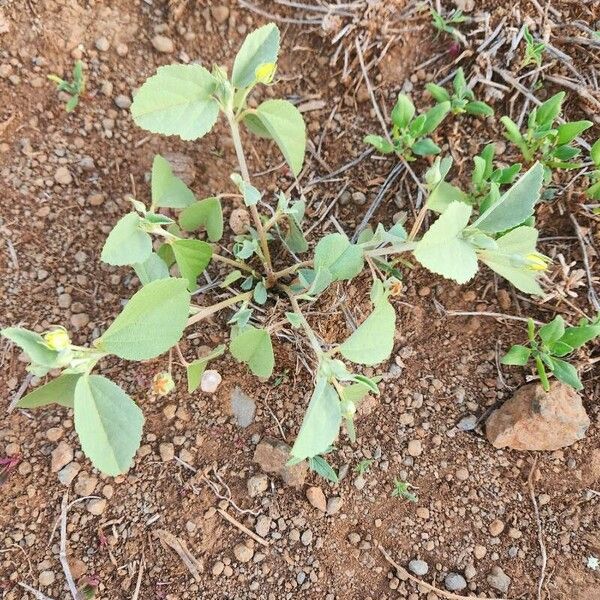 Melhania ovata Leaf