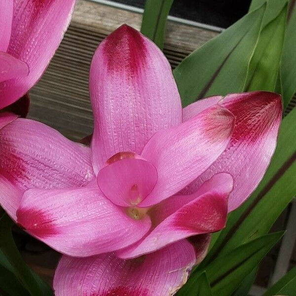 Curcuma alismatifolia Flor