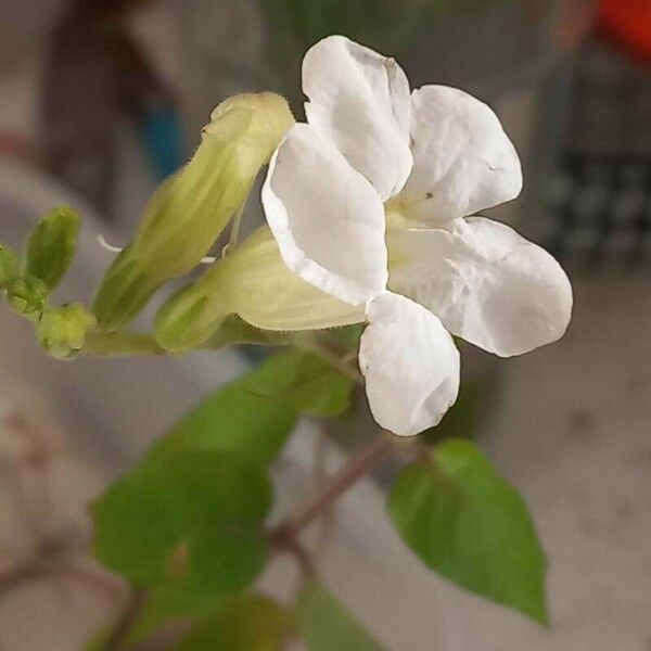 Asystasia gangetica Цветок