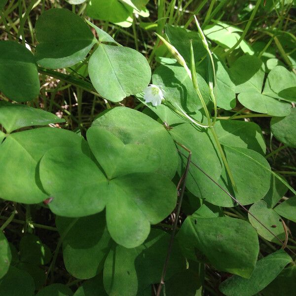 Oxalis trilliifolia Leaf