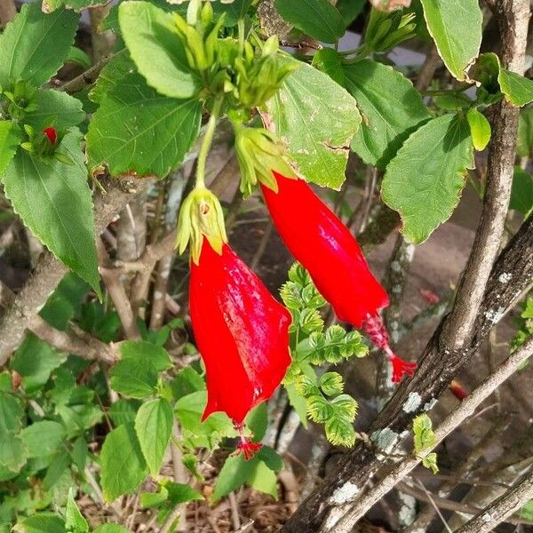 Malvaviscus penduliflorus Floare