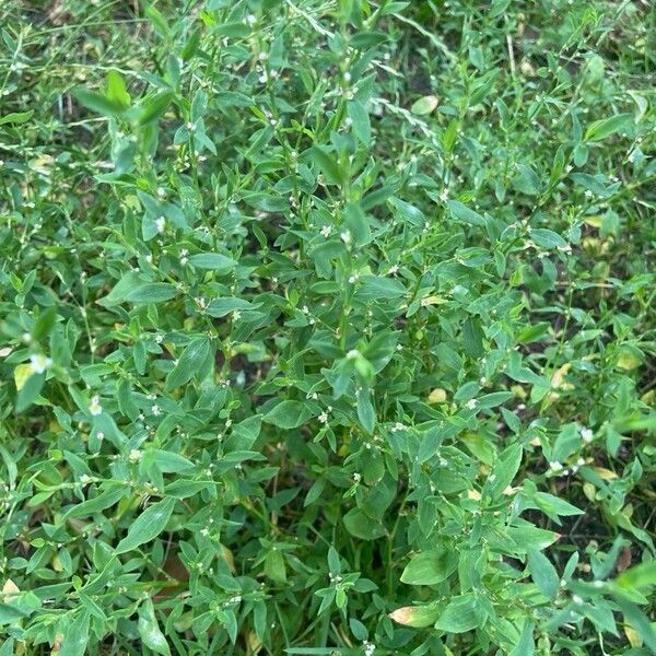 Polygonum aviculare Vivejo