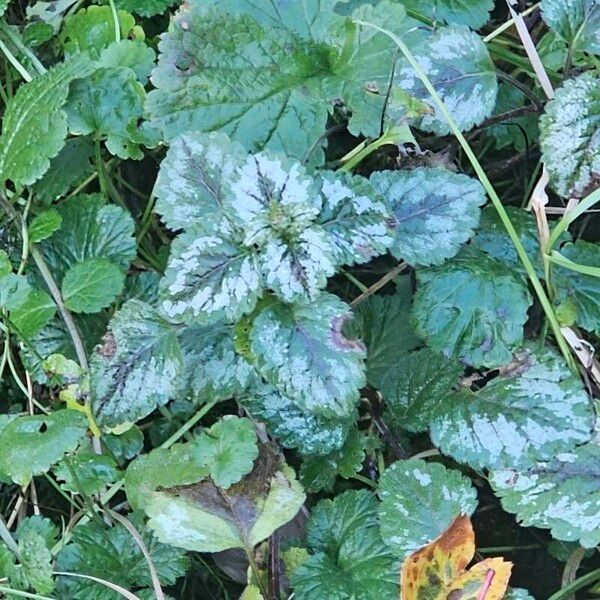 Lamium galeobdolon Leaf