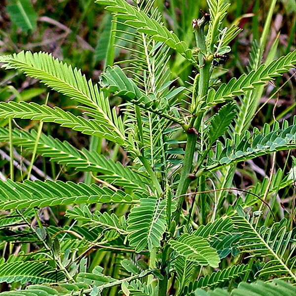 Sesbania bispinosa 葉