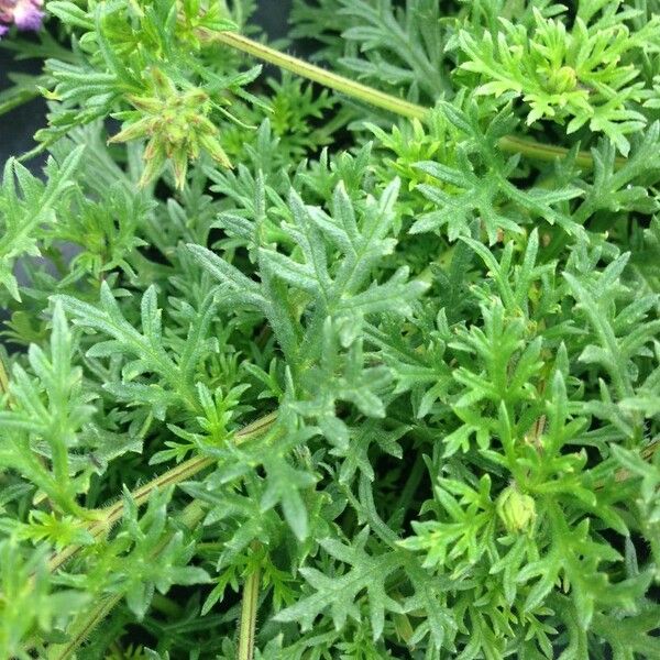 Verbena tenera Habit