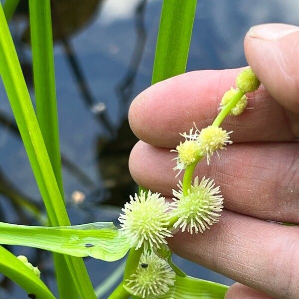 Sparganium americanum Blodyn