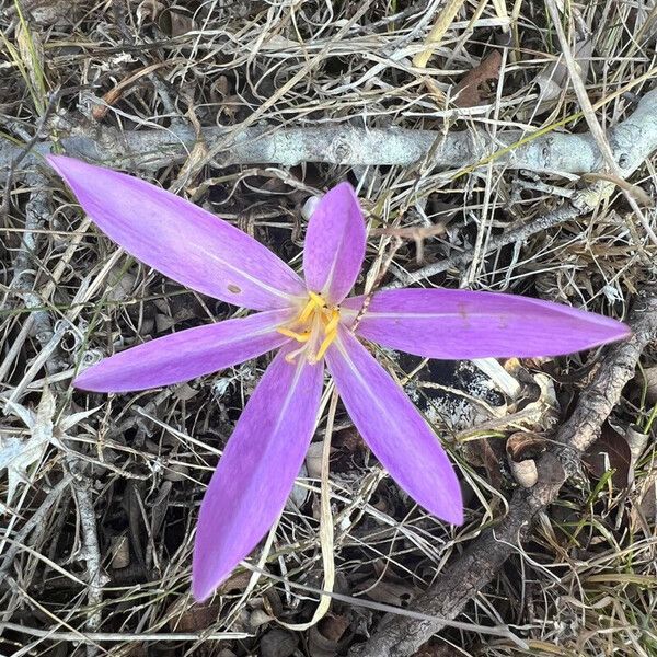 Colchicum cupanii Кветка