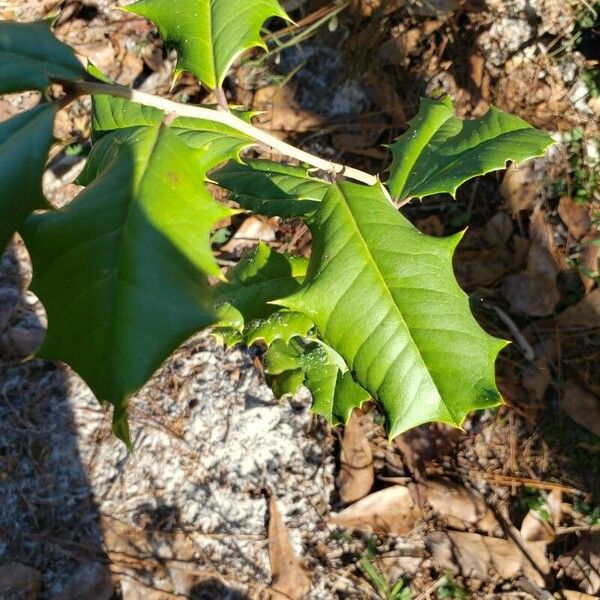 Ilex opaca Lapas