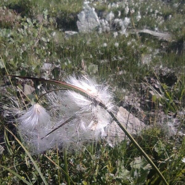 Eriophorum angustifolium Blad